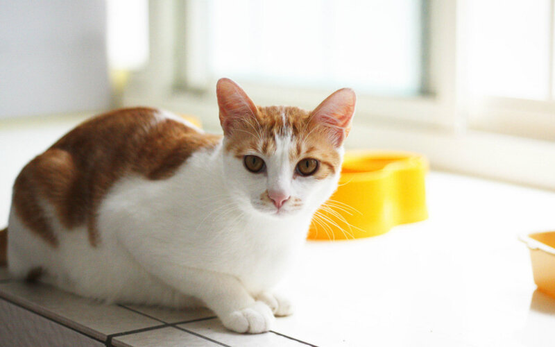 Orange and White Cat — Calm, Morning, Photograph, Window, Yellow Bowl