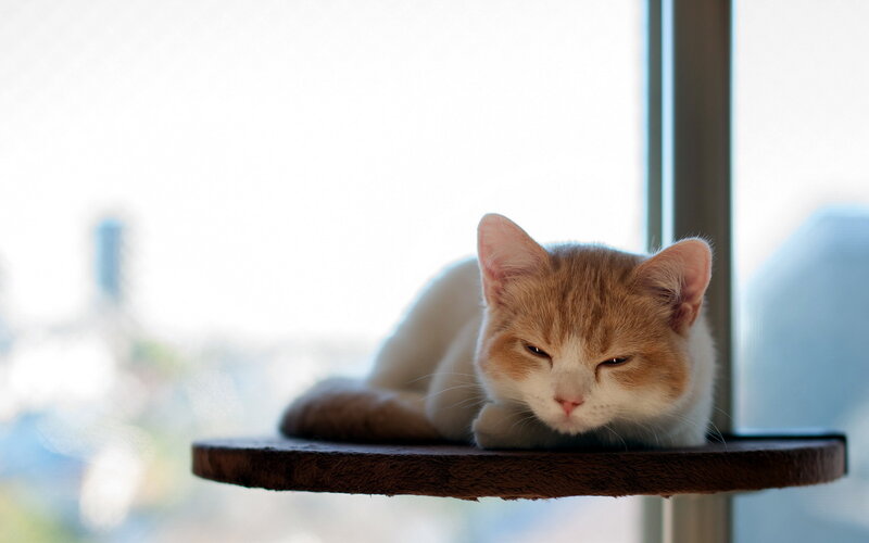 Orange and White Cat — Calm, Morning