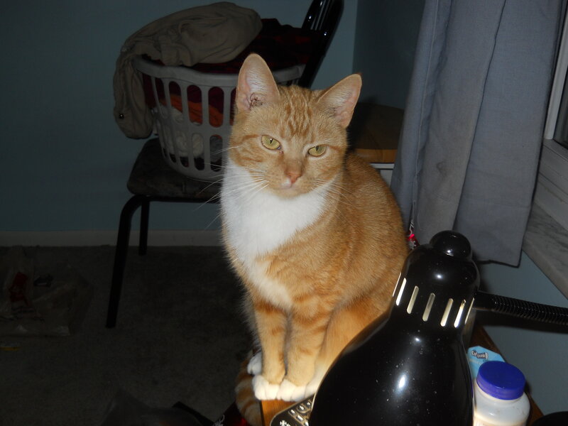 Orange and White Cat — Calm, Night, Photograph, Laundry Basket