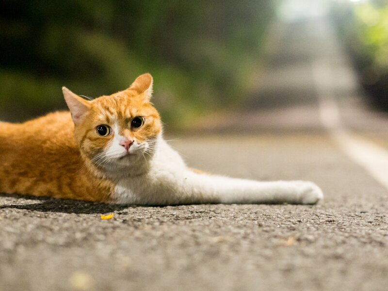 Orange and White Cat — Calm, Night, Photograph, Road
