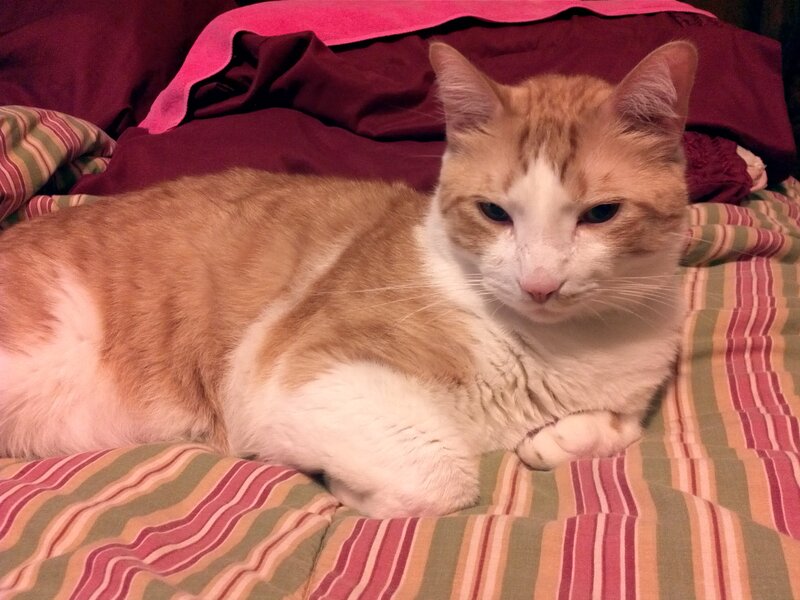 Orange and White Cat — Calm, Night, Photograph