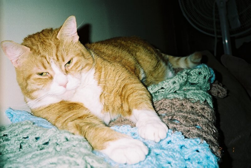 Orange and White Cat — Calm, Night