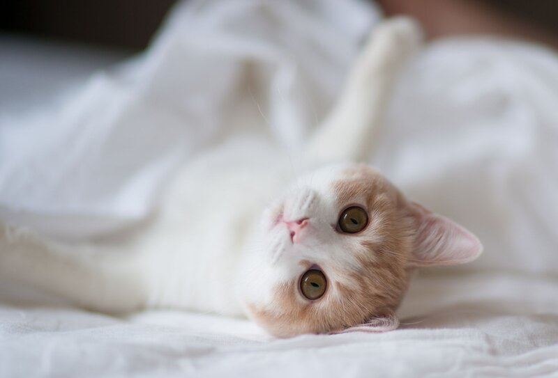 Orange and White Cat — Calm, Photograph, Bed, Blanket