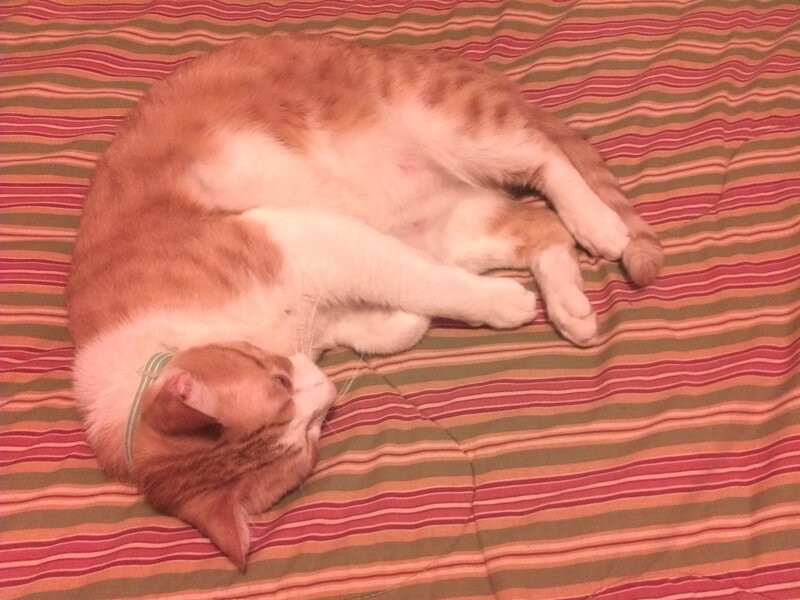 Orange and White Cat — Calm, Photograph, Bed, Collar
