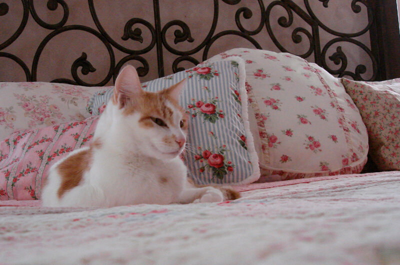 Orange and White Cat — Calm, Photograph, Bed