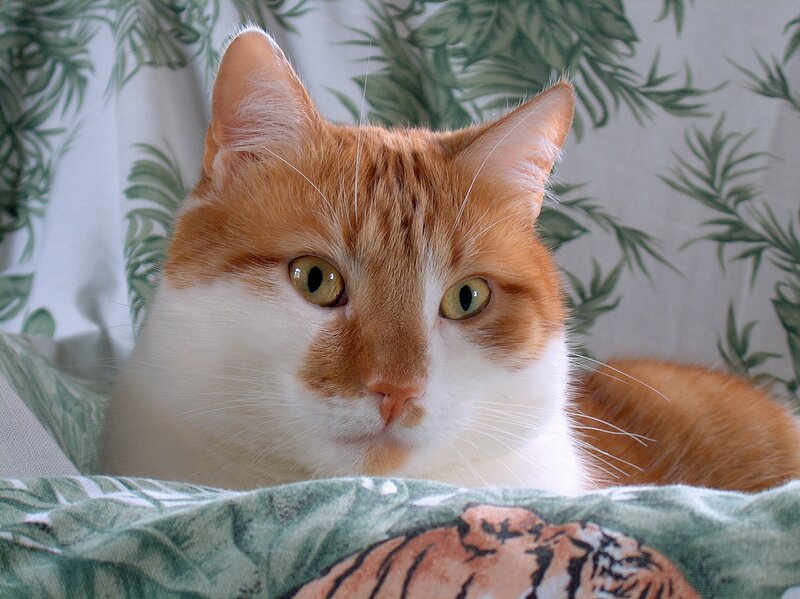 Orange and White Cat — Calm, Photograph, Blanket