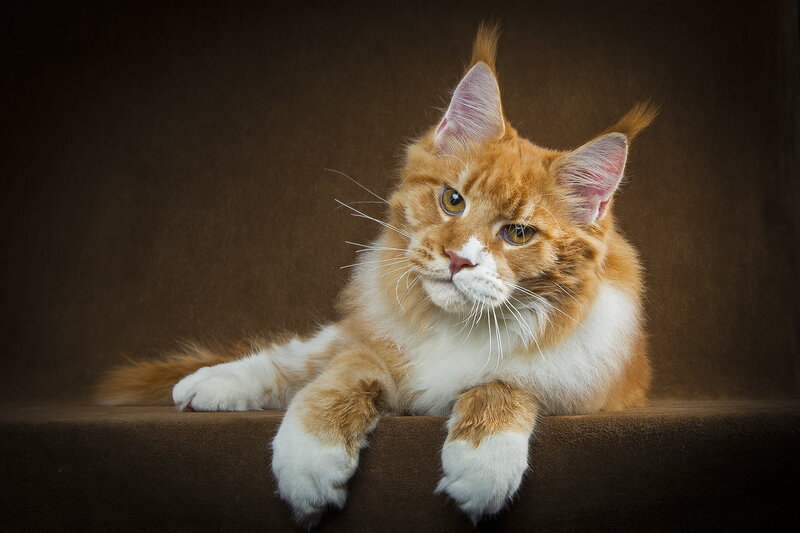 Orange and White Cat — Calm, Photograph, Brown Surface