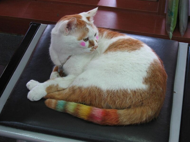Orange and White Cat — Calm, Photograph, Chair