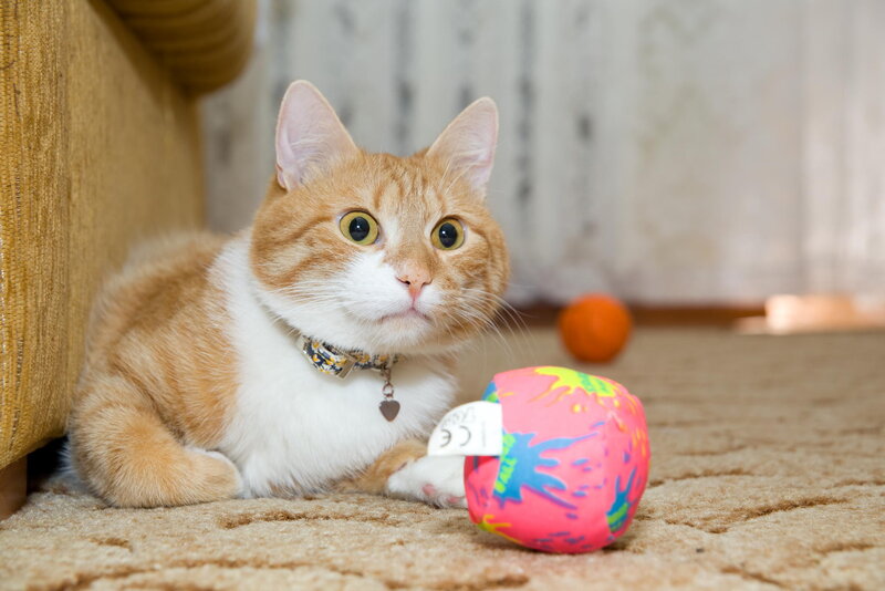 Orange and White Cat — Calm, Photograph, Collar