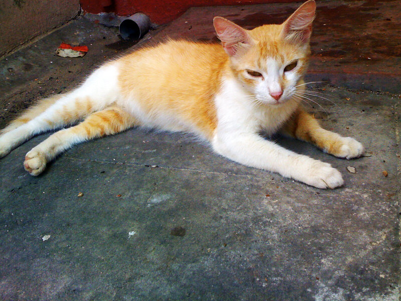 Orange and White Cat — Calm, Photograph, Concrete Floor