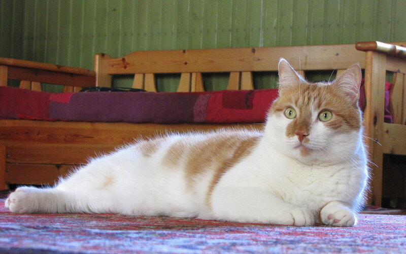 Orange and White Cat — Calm, Photograph, Couch, Rug