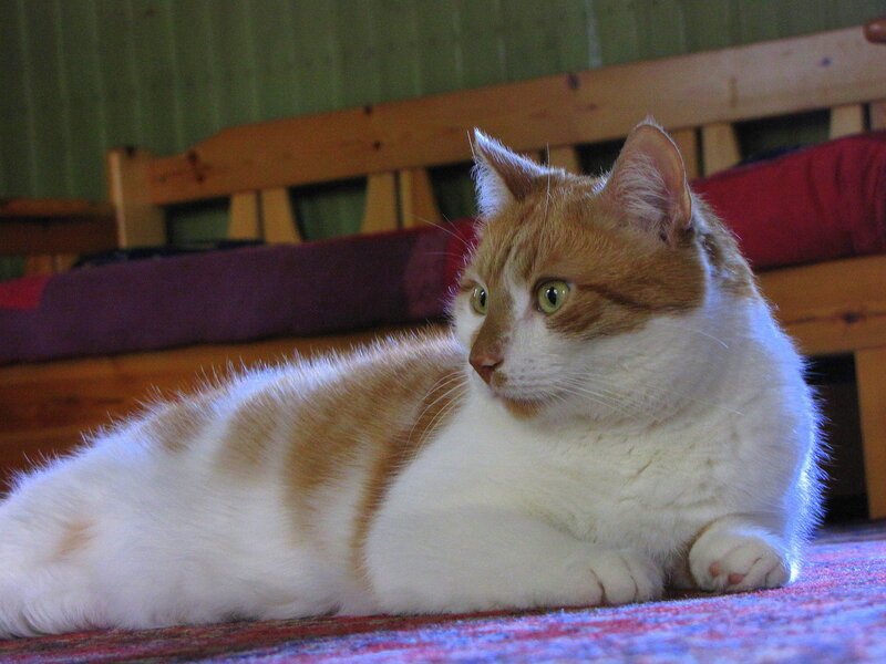 Orange and White Cat — Calm, Photograph, Couch