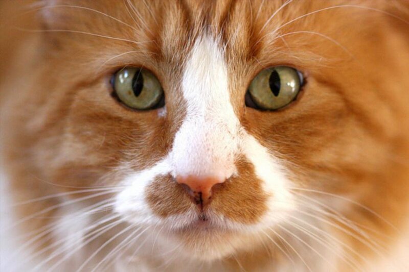 Orange and White Cat — Calm, Photograph, Eyes