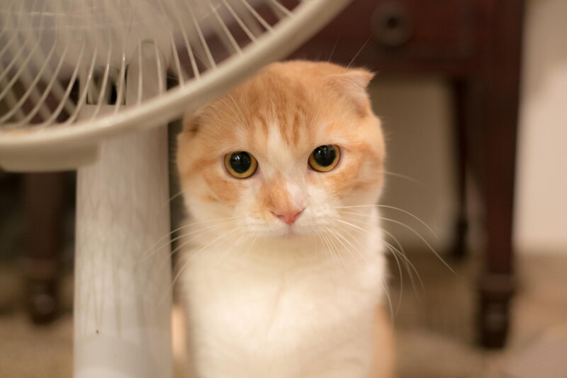 Orange and White Cat — Calm, Photograph, Fan