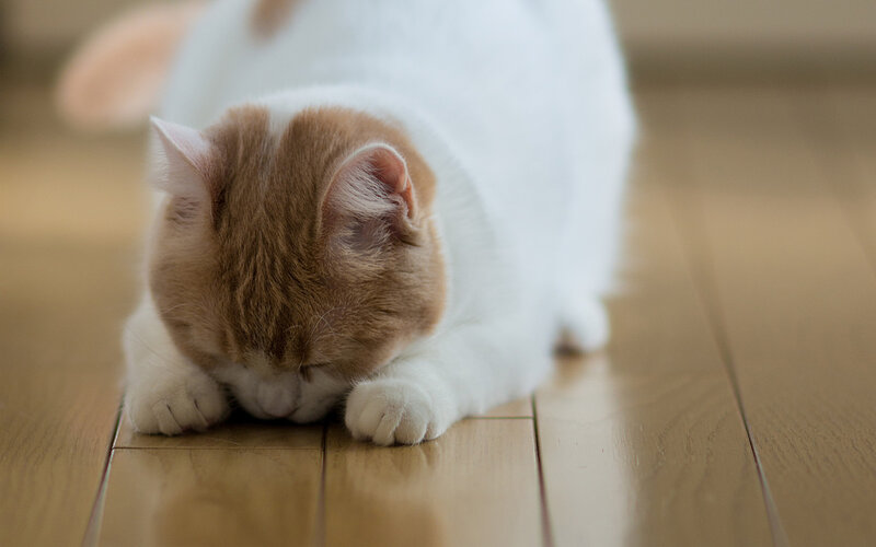 Orange and White Cat — Calm, Photograph, Floor