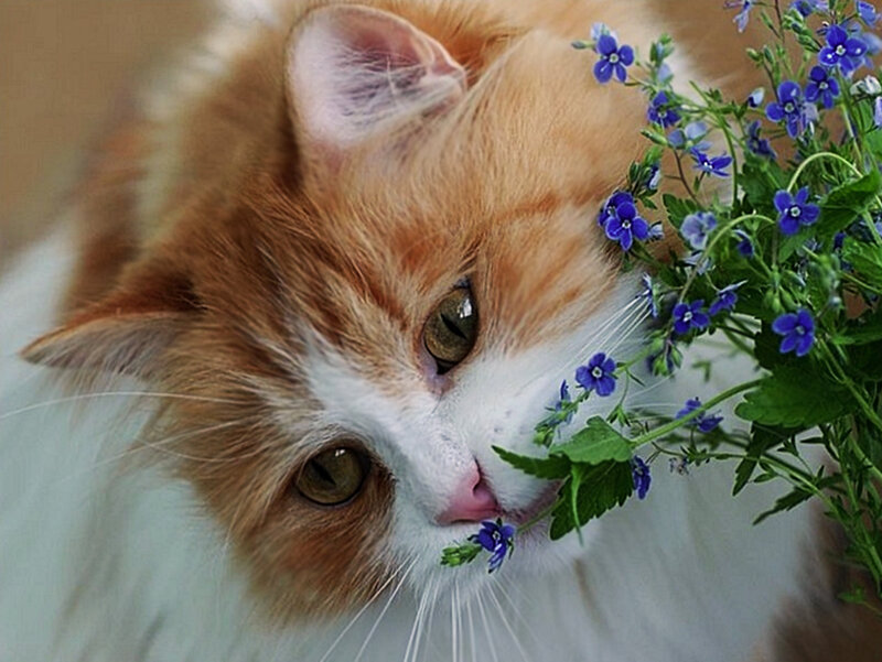 Orange and White Cat — Calm, Photograph, Flowers