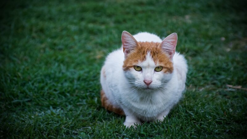 Orange and White Cat — Calm, Photograph, Grass