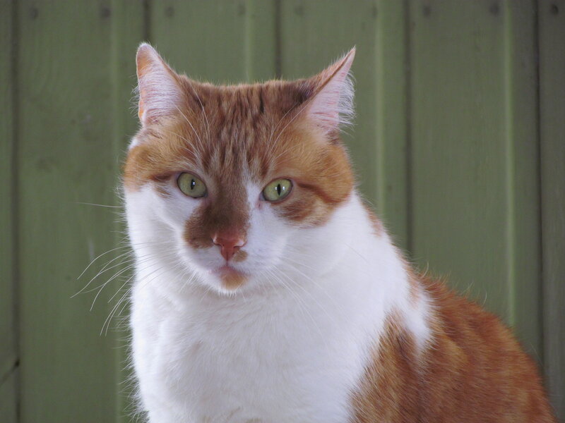 Orange and White Cat — Calm, Photograph, Green Wall