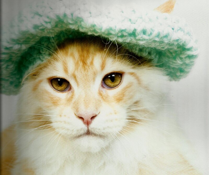 Orange and White Cat — Calm, Photograph, Hat