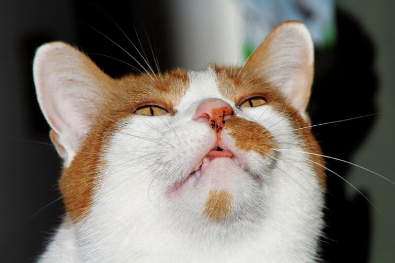 Orange and White Cat — Calm, Photograph, Nose