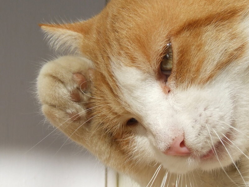 Orange and White Cat — Calm, Photograph, Paw