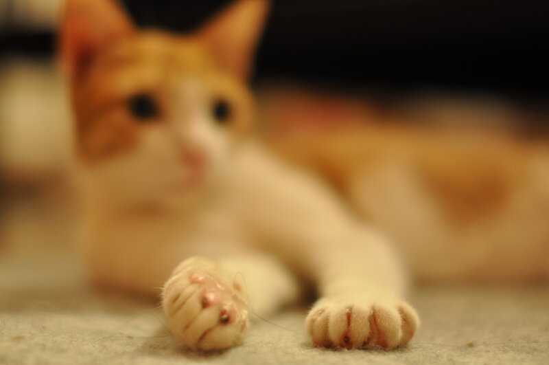 Orange and White Cat — Calm, Photograph, Paws, Carpet