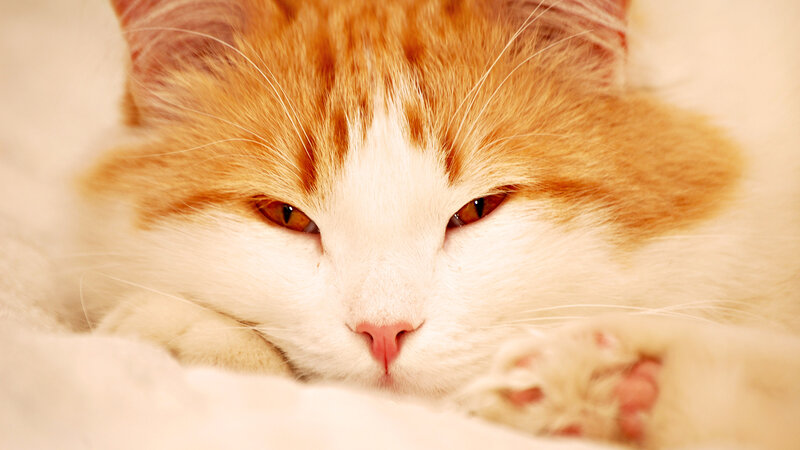 Orange and White Cat — Calm, Photograph, Paws