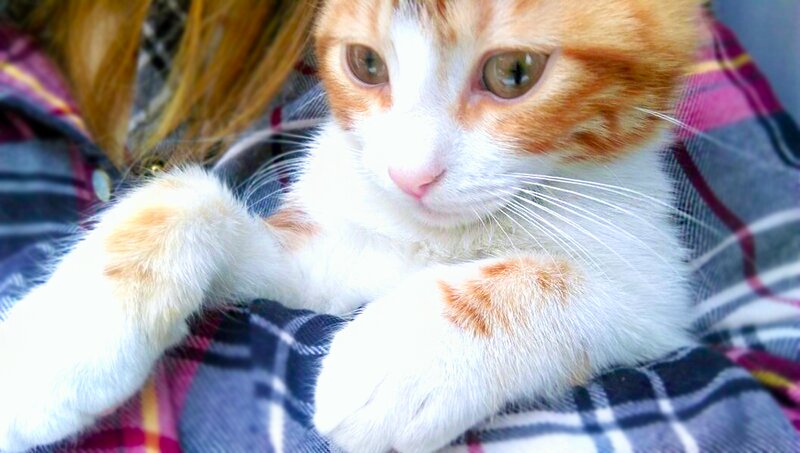 Orange and White Cat — Calm, Photograph, Person
