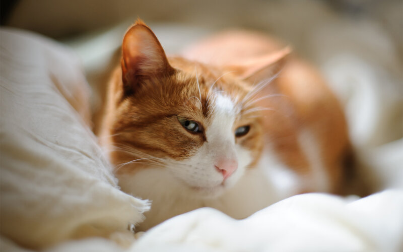 Orange and White Cat — Calm, Photograph, Pillow