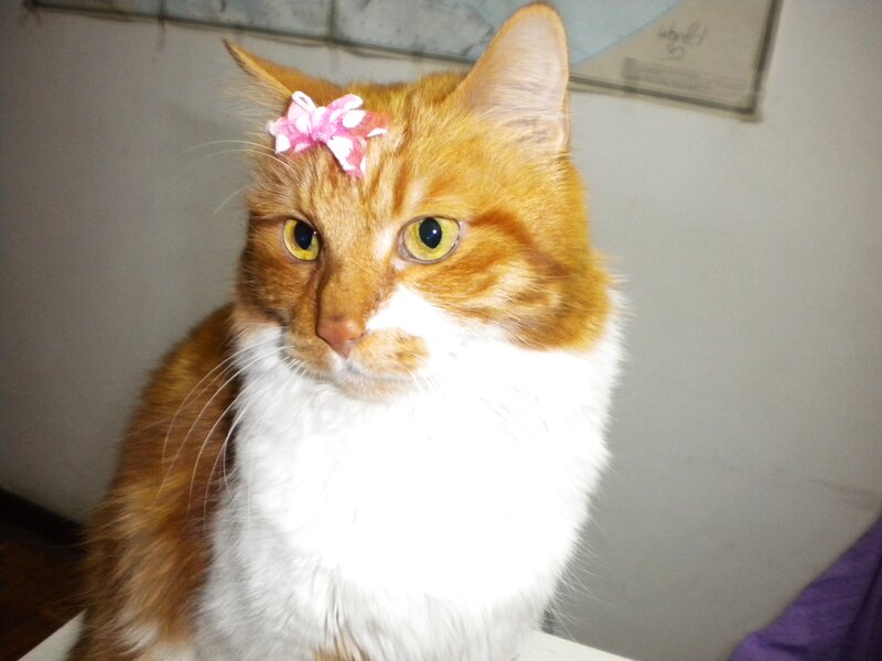Orange and White Cat — Calm, Photograph, Pink Bow