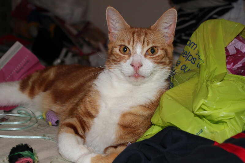 Orange and White Cat — Calm, Photograph, Plastic Bag