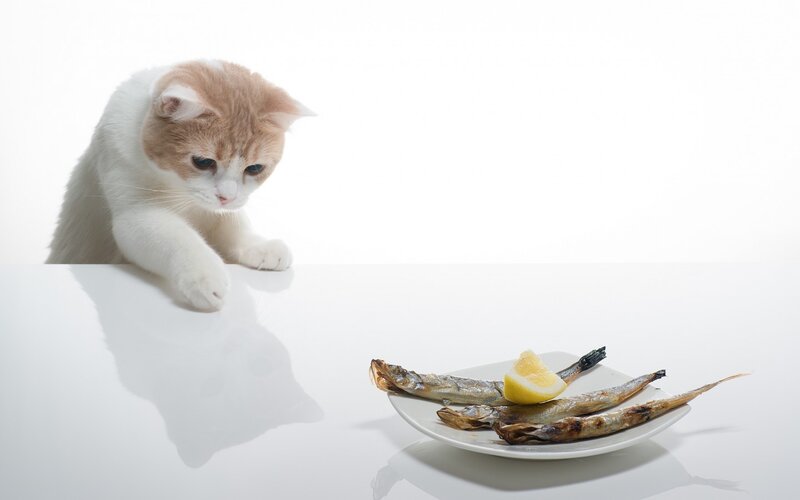 Orange and White Cat — Calm, Photograph, Plate