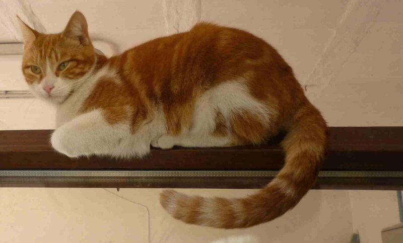 Orange and White Cat — Calm, Photograph, Shelf