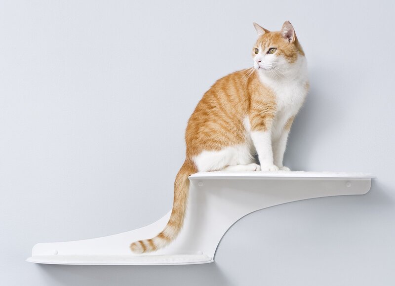 Orange and White Cat — Calm, Photograph, Shelf, Wall