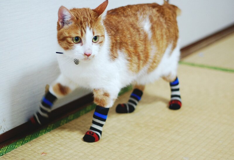 Orange and White Cat — Calm, Photograph, Socks