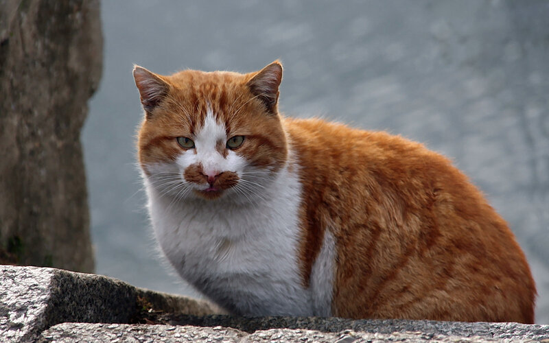Orange and White Cat — Calm, Photograph, Stone Wall
