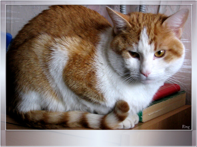 Orange and White Cat — Calm, Photograph