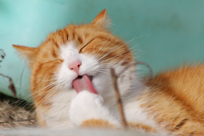 Orange and White Cat — Calm, Photograph, Tongue, Whiskers