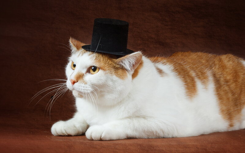 Orange and White Cat — Calm, Photograph, Top Hat