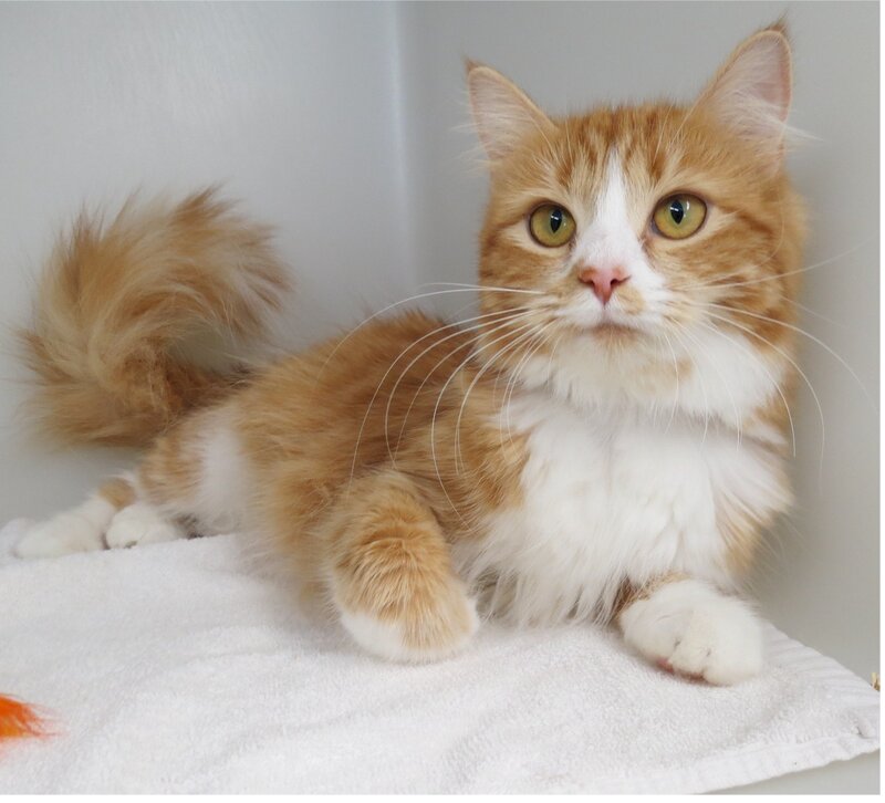 Orange and White Cat — Calm, Photograph, Towel