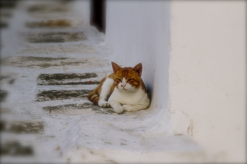 Orange and White Cat — Calm, Photograph, Wall