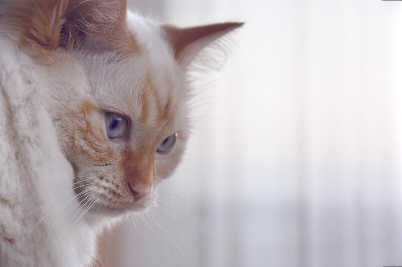 Orange and White Cat — Calm, Photograph, Whiskers, Blue Eyes