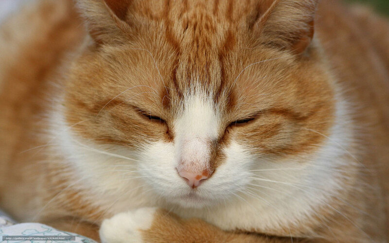 Orange and White Cat — Calm, Photograph, Whiskers, Closed Eyes