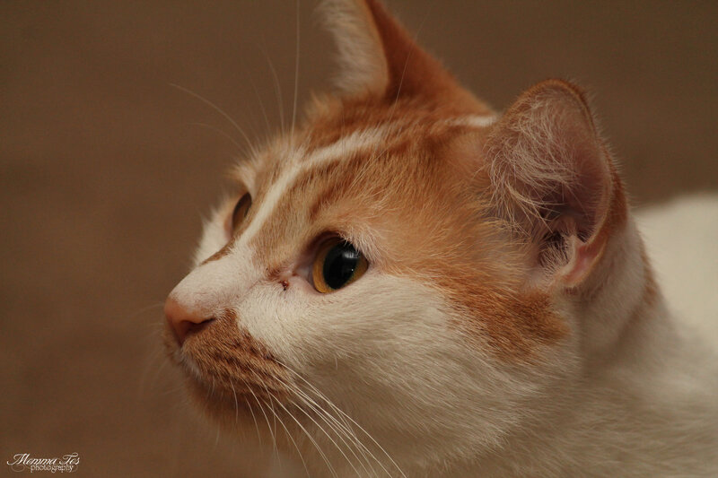 Orange and White Cat — Calm, Photograph, Whiskers, Eyes, Ears