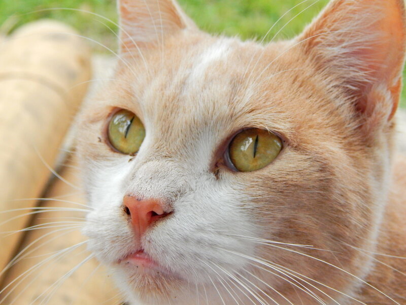 Orange and White Cat — Calm, Photograph, Whiskers, Eyes, Grass