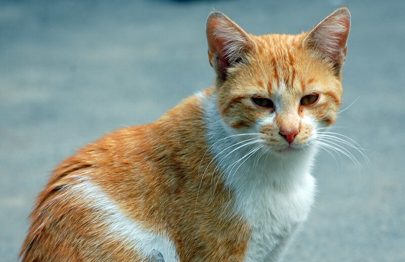Orange and White Cat — Calm, Photograph, Whiskers, Eyes, Ground