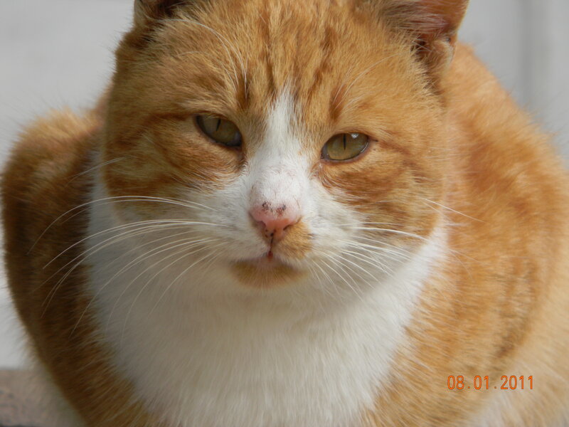 Orange and White Cat — Calm, Photograph, Whiskers, Eyes