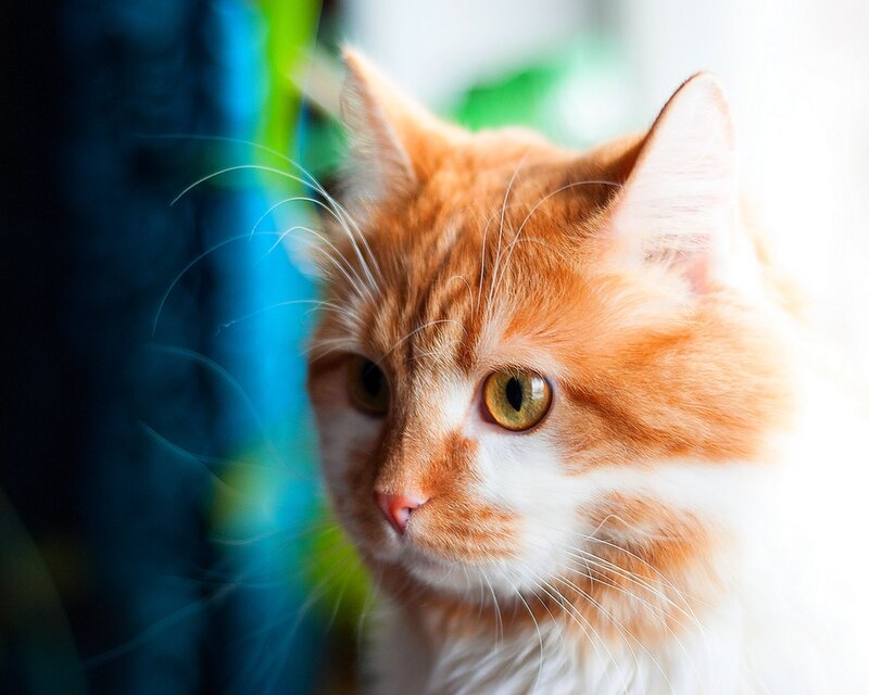 Orange and White Cat — Calm, Photograph, Whiskers, Green Eyes