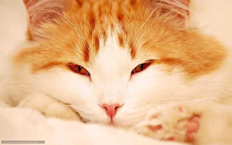 Orange and White Cat — Calm, Photograph, Whiskers, Paws, Blanket