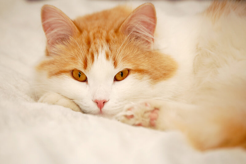 Orange and White Cat — Calm, Photograph, Whiskers